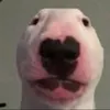 diplodocolus