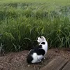 travelingcat14