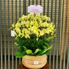 gomsutoanhong_kimlan