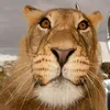 usmanusmani97