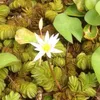 phongthien22_12