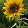 🌼