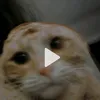 flyffy_bol