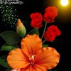 diaah_60
