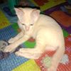asmani_edek