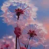dilys2345
