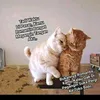 bungas_aja