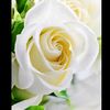 hasnaobeid1