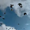 .kata.___