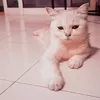 tomovkem