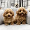 linhanhpet