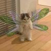 harleenhearteyes