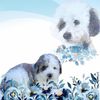 buddythelhasopoo