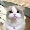 aowdeeh