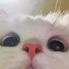 mistu.ki