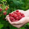 rasspberry70
