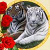 abu_yasser03