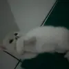 smart_psikologi