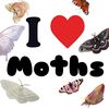 moth.loves.lamp
