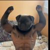 thepugnation