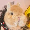 Eggie