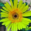 thanhhien2411