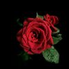 user556032984507