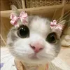 ️Kaeee ꪆৎ