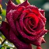gehad.sl