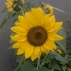 cosmos10191