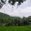 sahaya805