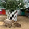 khoailang718