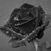 tranqq_munn