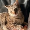 birkittenmaya