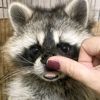 sy11ccoon