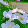03ayseglaysegl