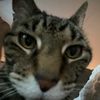 lilgigimouse