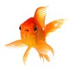 feltgoldfish