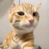 chiemvu1204