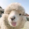 blubub404_