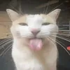 .toreiru