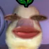 jade_43ios