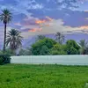 ali_taisan