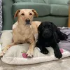 luna_and_marlow