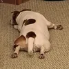 dav1deos