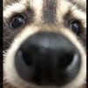 alltheraccoonintheworld