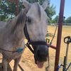 .nicole.eq
