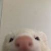 xduskwldnx