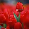 shamekh_515