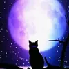 mooncat412